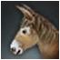 White Donkey